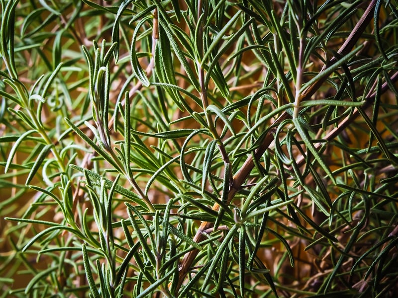 Whispering Herb Seeds