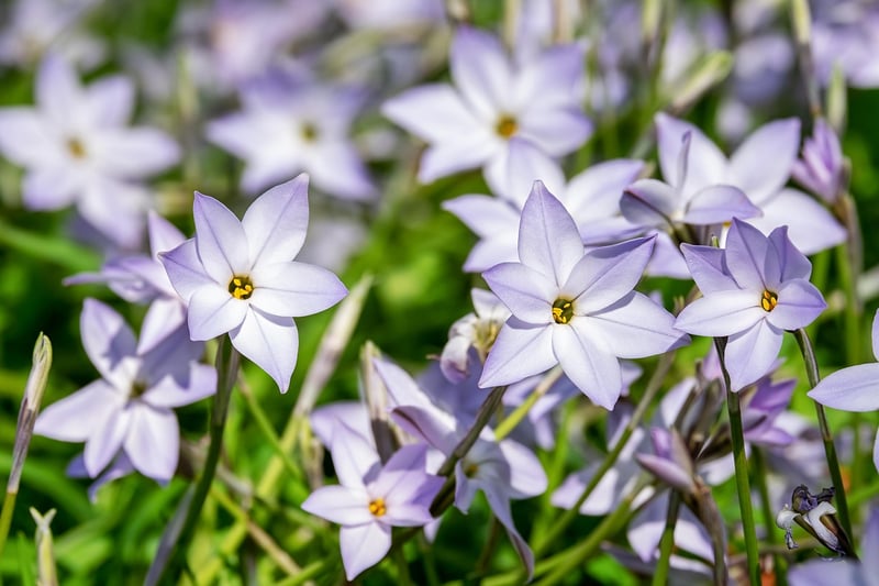 Starflower Shrub